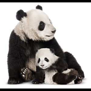 Meet your Posher, Darnell